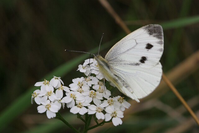 IMG_1444 Bielinek Kapustnik Pieris brassicae