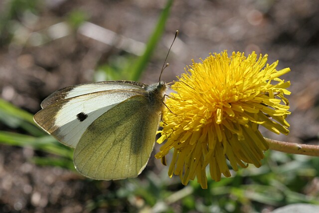 IMG_2469 Bielinek Kapustnik Pieris brassicae