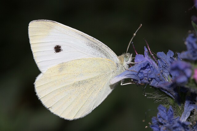 IMG_3023 Bielinek Kapustnik Pieris brassicae