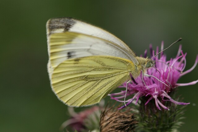 Bielinek bytomkowiec Pieris napi