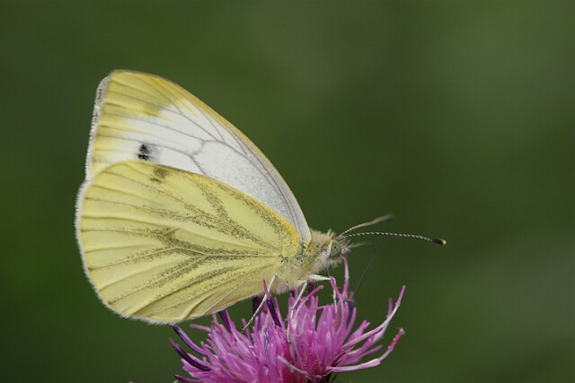 Bielinek bytomkowiec Pieris napi