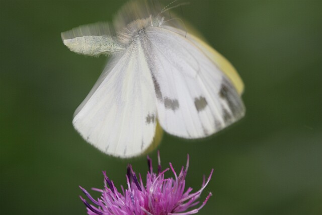 Bielinek bytomkowiec Pieris napi