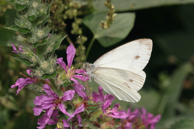 Bielinek bytomkowiec Pieris napi - samica