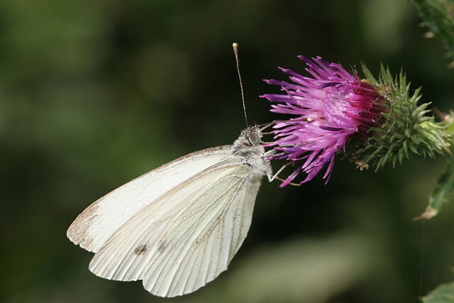 Bielinek bytomkowiec Pieris napi - samica