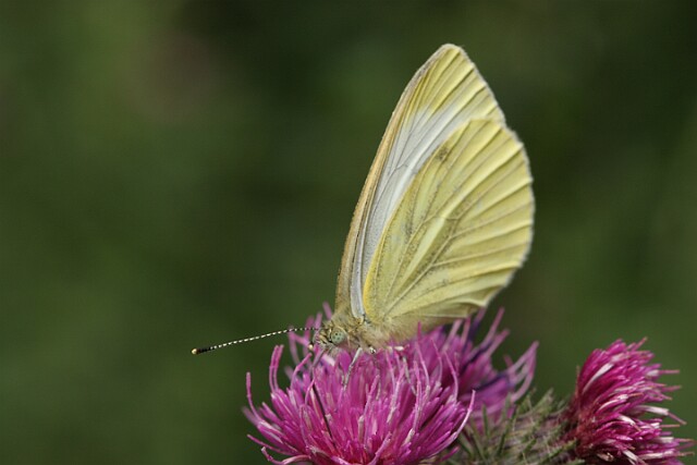 Bielinek bytomkowiec Pieris napi - samiec