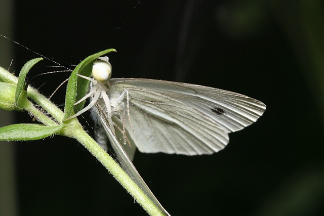 Bielinek bytomkowiec motyl padł ofiarą pająka Pieris napi