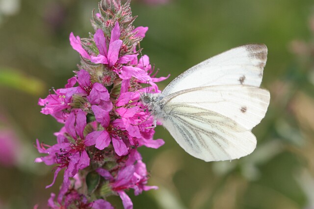 Bielinek bytomkowiec Pieris napi - samica