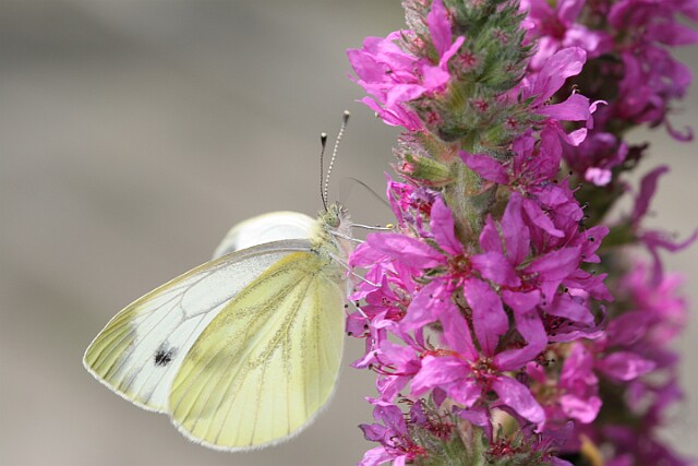 Bielinek bytomkowiec Pieris napi - samiec