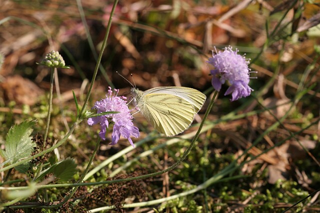 Bielinek bytomkowiec Pieris napi - samiec