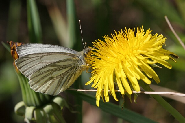 Bielinek bytomkowiec Pieris napi