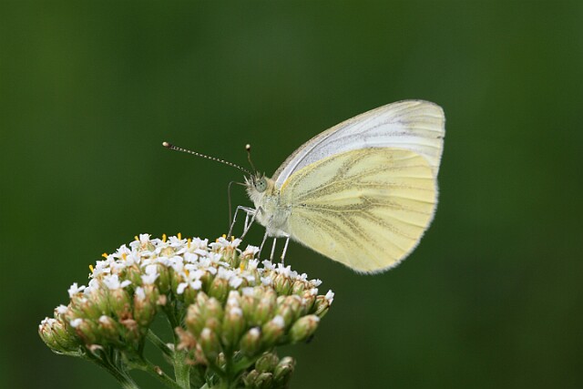 Bielinek bytomkowiec Pieris napi - samiec