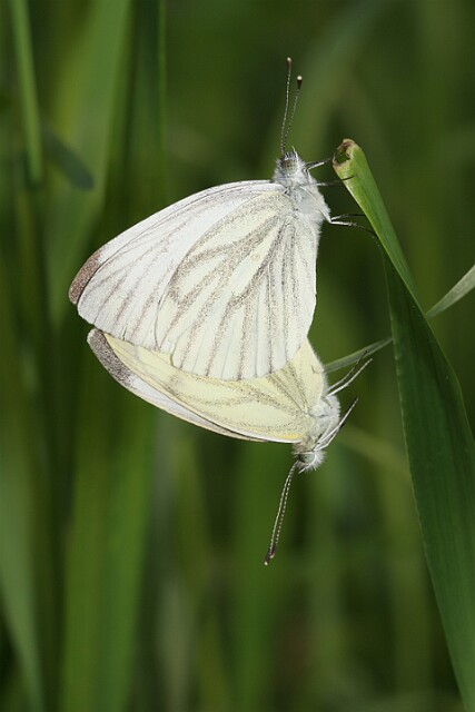 Bielinek bytomkowiec Pieris napi - kopulacja