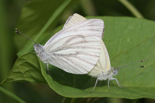 Bielinek bytomkowiec Pieris napi - kopulacja ( samica po stronie lewej)