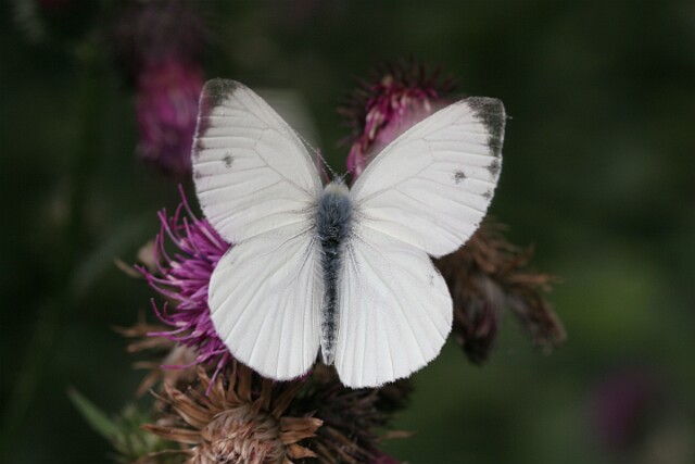 Bielinek rzepnik Pieris rapae