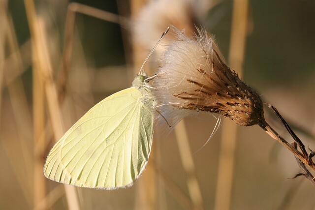Bielinek rzepnik Pieris rapae