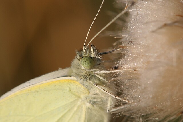 Bielinek rzepnik Pieris rapae