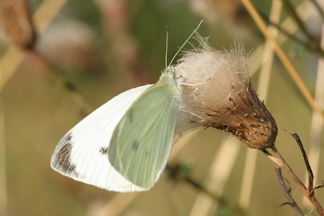 Bielinek rzepnik Pieris rapae