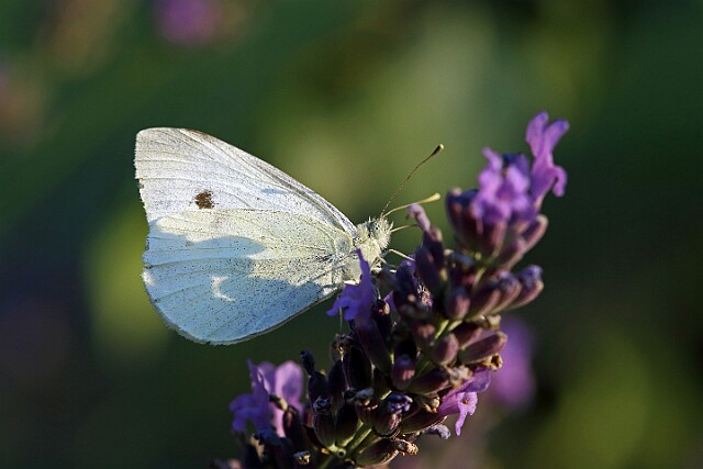 Bielinek rzepnik Pieris rapae