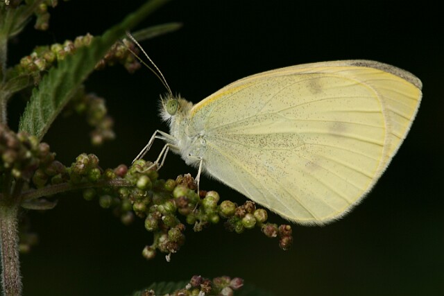Bielinek rzepnik Pieris rapae