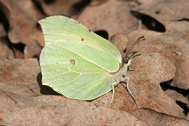 IMG_0334 Latolistek cytrynek łac. Gonepteryx rhamni