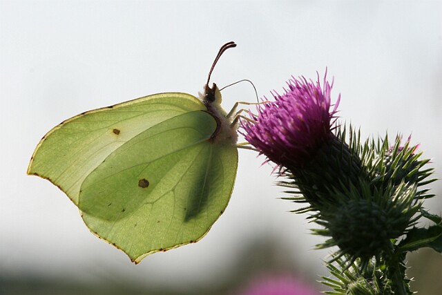 IMG_5567 Latolistek cytrynek łac. Gonepteryx rhamni