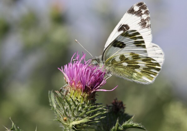 Bielinek rukiewnik Bielinek rukiewnik Pieris daplidice