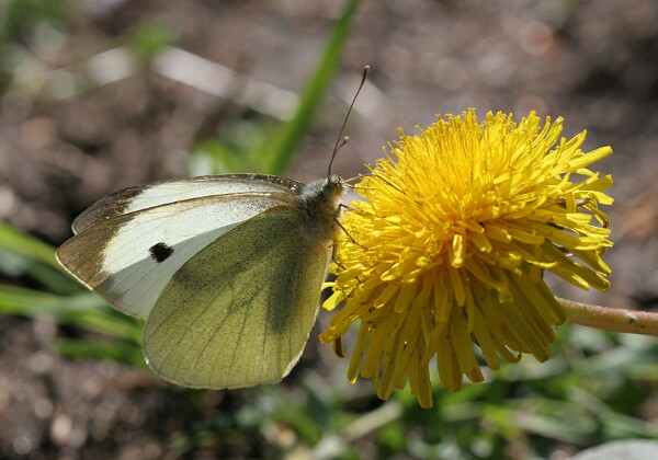 Bielinek kapustnik Bielinek kapustnik Pieris brassicae