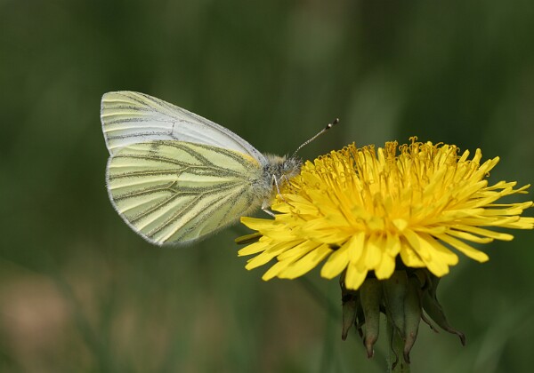 Bielinek bytomkowiec Bielinek bytomkowiec Pieris napi