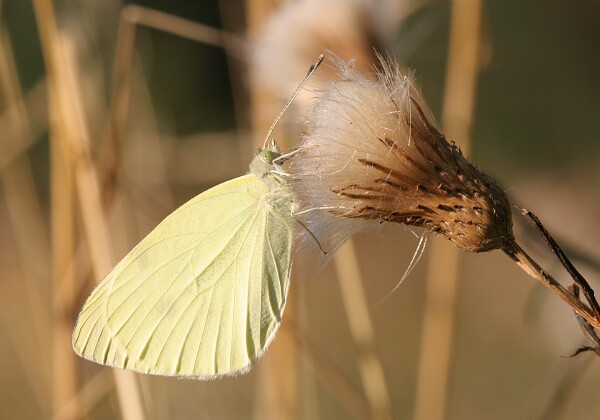 Bielinek rzepnik Bielinek rzepnik Pieris rapae