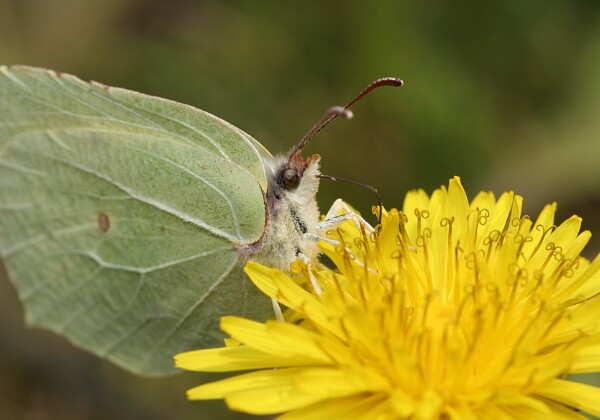 Latolistek cytrynek Latolistek cytrynek Gonepteryx rhamni