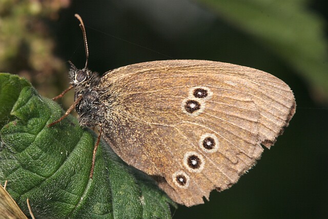 Przestrojnik trawnik [Aphantopus hyperantus]