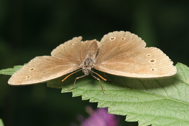 Przestrojnik trawnik [Aphantopus hyperantus]