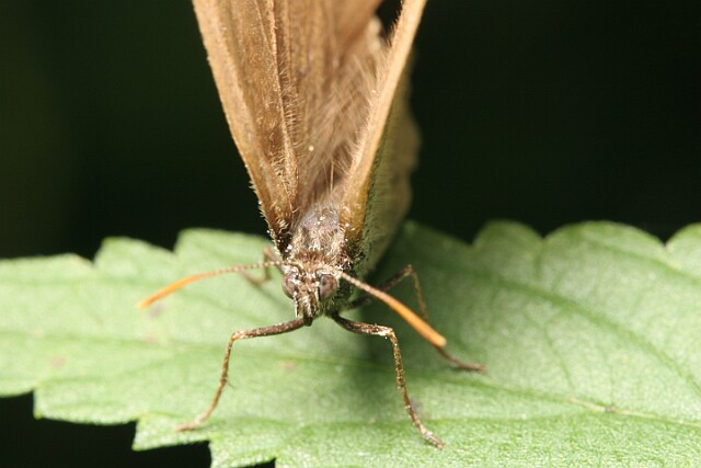 Przestrojnik trawnik [Aphantopus hyperantus]