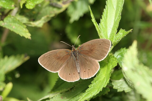 Przestrojnik trawnik [Aphantopus hyperantus]
