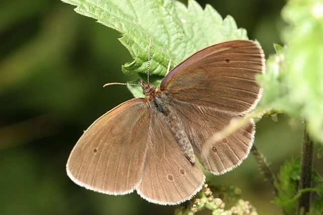 Przestrojnik trawnik [Aphantopus hyperantus]