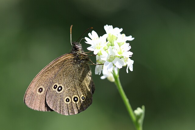 Przestrojnik trawnik [Aphantopus hyperantus]