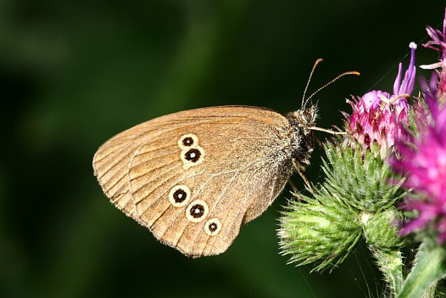 Przestrojnik trawnik [Aphantopus hyperantus]
