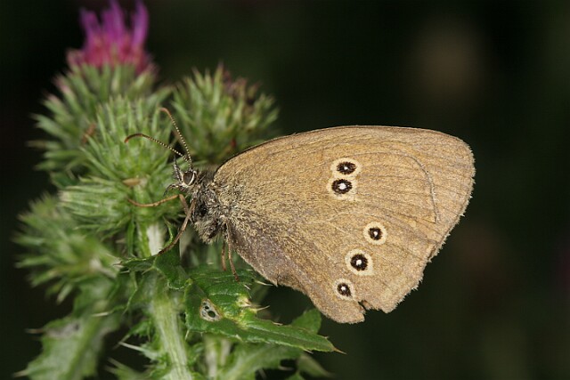 Przestrojnik trawnik [Aphantopus hyperantus]