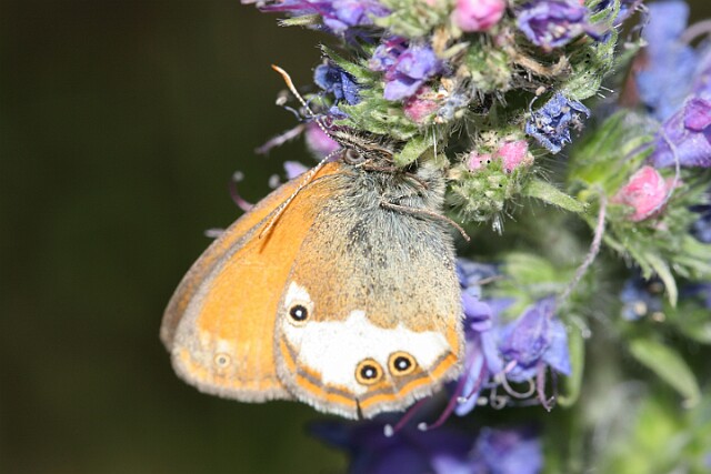 Strzępotek perełkowiec [Coenonympha arcania]