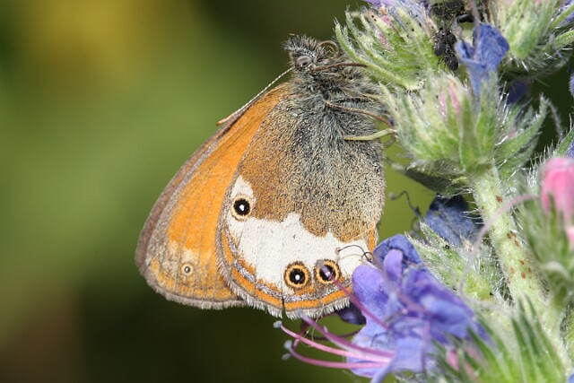 Strzępotek perełkowiec [Coenonympha arcania]