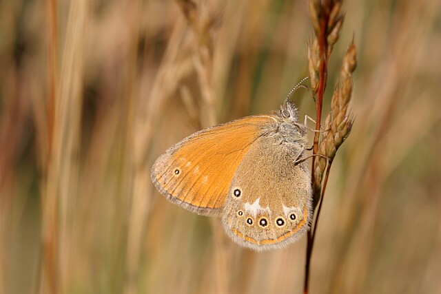 Strzępotek glicerion Coenonympha glycerion