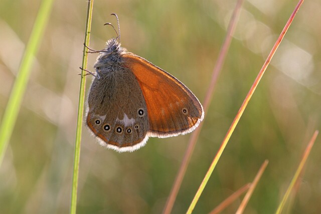 Strzępotek glicerion Coenonympha glycerion
