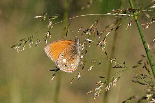 Strzępotek glicerion Coenonympha glycerion