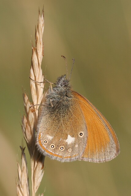 Strzępotek glicerion Coenonympha glycerion