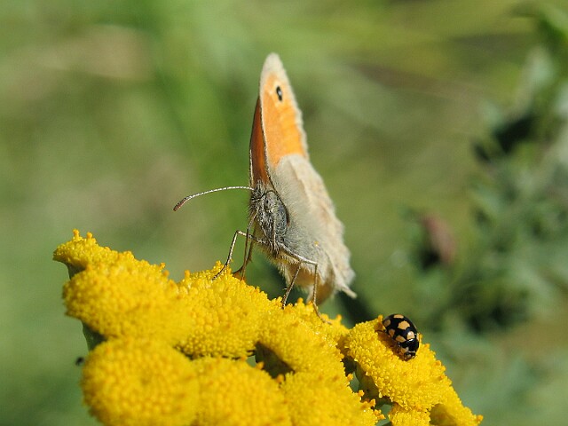 Strzępotek ruczajnik [Coenonympha pamphilus]