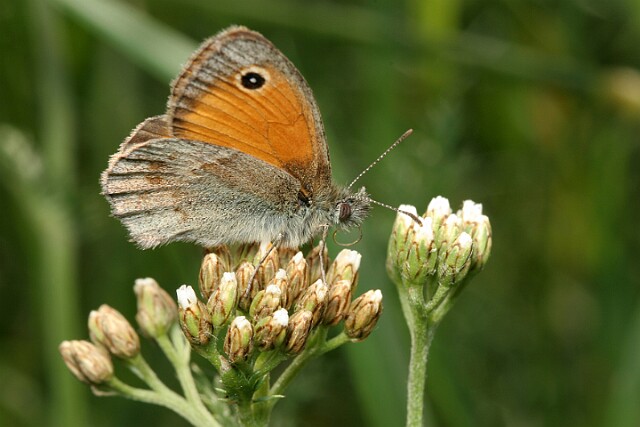 Strzępotek ruczajnik [Coenonympha pamphilus]