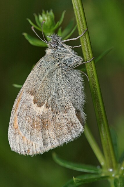 Strzępotek ruczajnik [Coenonympha pamphilus]