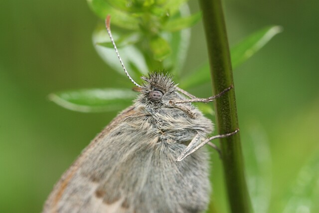 Strzępotek ruczajnik [Coenonympha pamphilus]