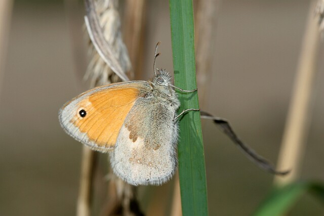 Strzępotek ruczajnik [Coenonympha pamphilus]