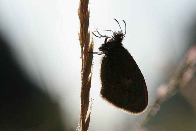 Strzępotek ruczajnik [Coenonympha pamphilus]